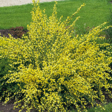 Cytisus "All Gold"