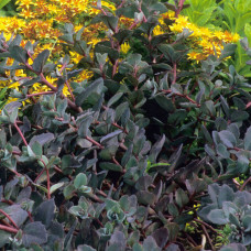 Sedum "Bertram Andersoni"