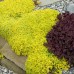 SEDUM ACRE „AUREUM“