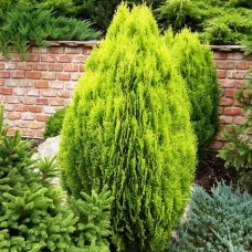 Thuja o. "Aurea Nana"