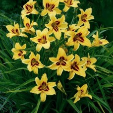 Hemerocallis "Bonanza"