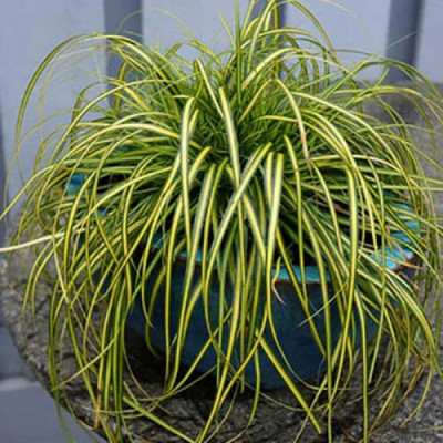 Carex evergold compactum