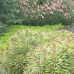 Euphorbia x martinii 'Ascot Rainbow' Euphorbia x martinii 'Ascot Rainbow'