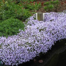 Phlox subulate White