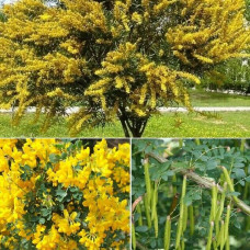 Caragana arborescens