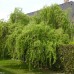 Salix Matsudana Tortuosa) 