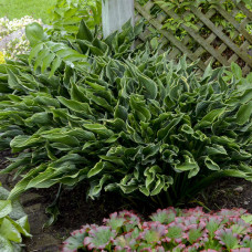 Hosta "Praying Hands"