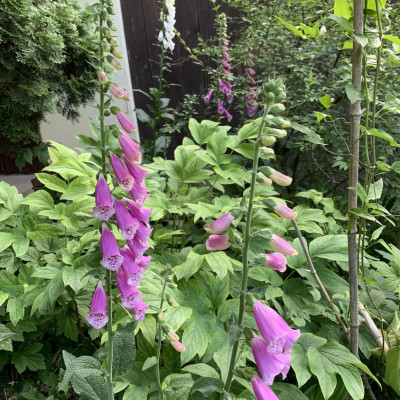 Digitalis rozi