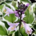 Hosta Minuteman