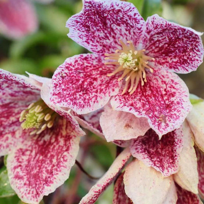 Clematis cirrhosa "Freckles"