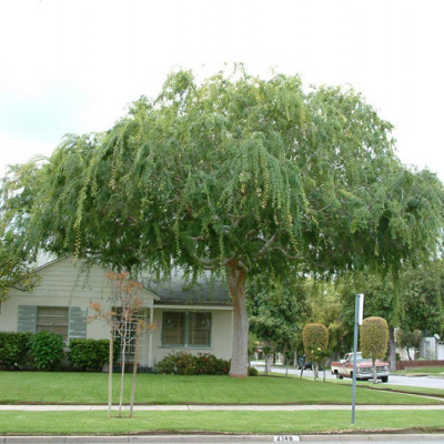  Ulmus parvifolia 