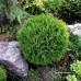 Thuja Tiny Tin