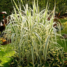 Arundo donax versicolor