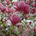 Magnolia x soulangeana