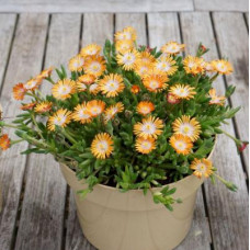 Delosperma "Jewel of desert Topaz"
