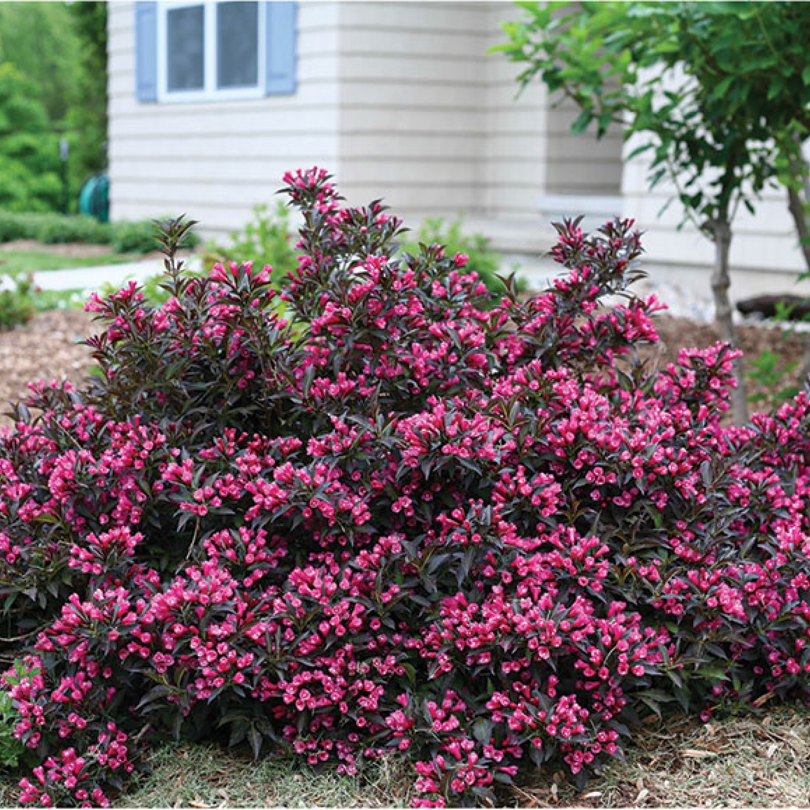 Weigela florida "Alexandra" Rasadnik „Jelena”