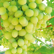 Vinova loza "Superior"