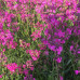 Lychnis viscaria 'Splendens'