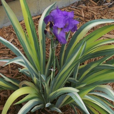 Iris palida variegata