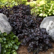 Heuchera "Black Taffeta"