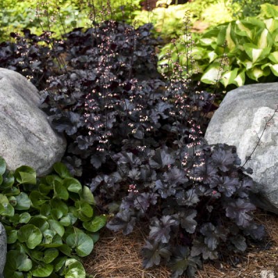 Heuchera "Black Taffeta"