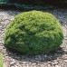 Picea alberta "Globe"