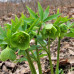 Helleborus viridis