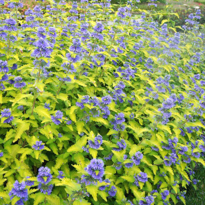 Caryopteris "Lisaura"