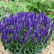 Veronica spicata