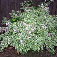 Weigela florida "Variegata"