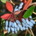 Berberis "Julianae"