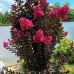 Lagerstroemia “Black Diamond” Lagerstroemia “Black Diamond”