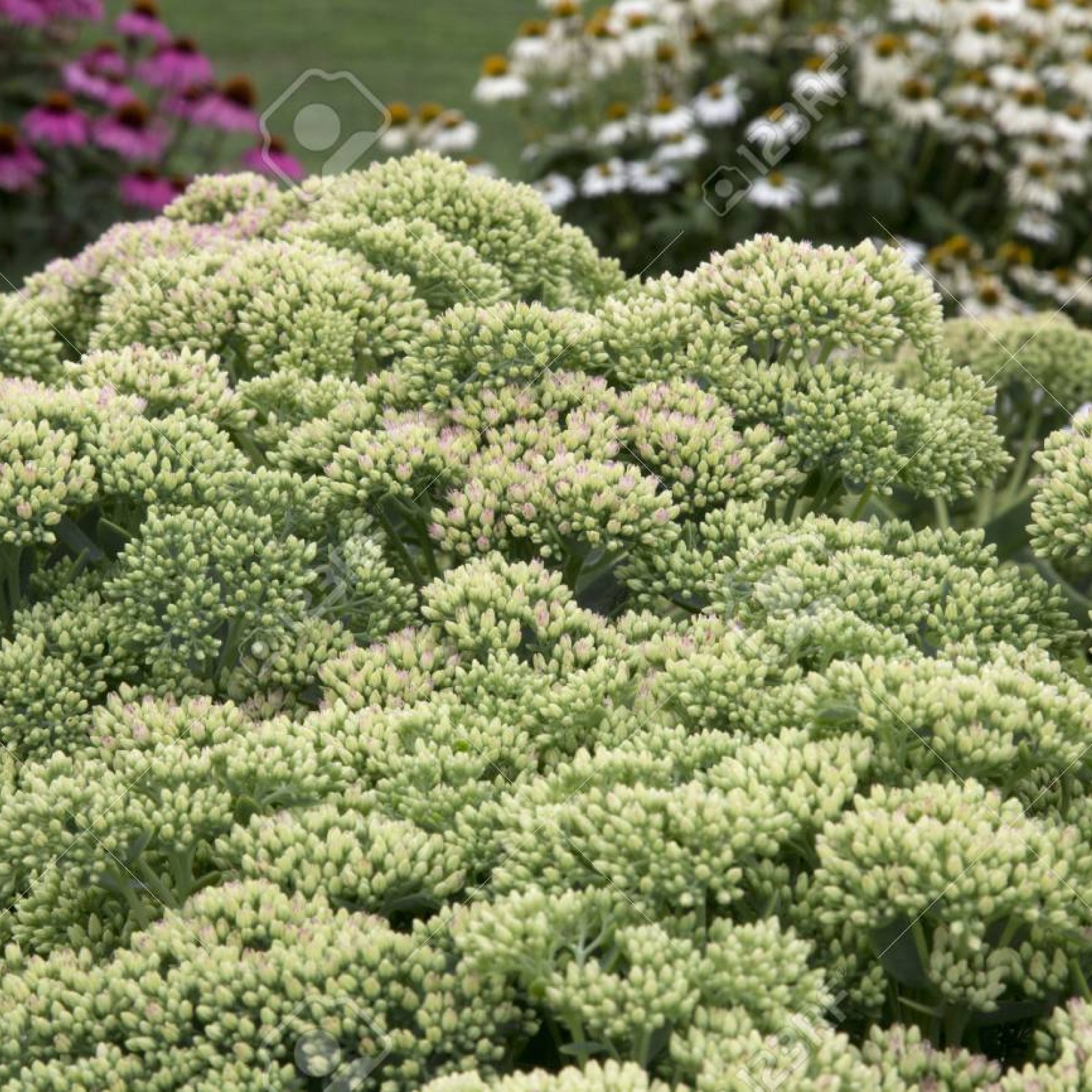Sedum autumn charm plant
