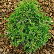 Cryptomeria japonica "Elegans Nana"