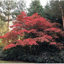 Acer palmatum - Japanski Javor