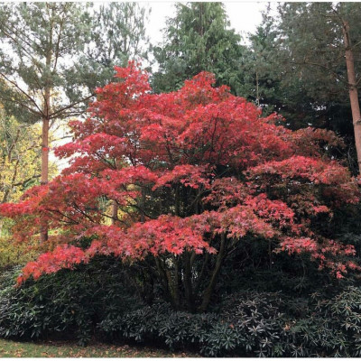 Acer palmatum - Japanski Javor