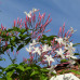 Jasminum polyanthum