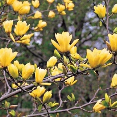 Magnolia Yellow River