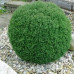 Thuja Tedy