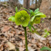 Helleborus odorus
