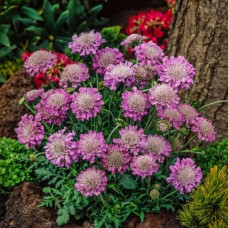 Scabiosa "Pink Mist"