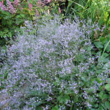 LIMONIUM LATIFOLIA