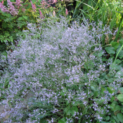 LIMONIUM LATIFOLIA