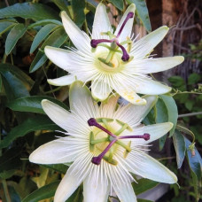 Passiflora "Avalanche"