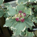 HIBISCUS SYRIACUS „VARIEGATA“