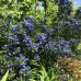 Ceanothus "Viktorija"