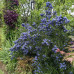 Ceanothus "Viktorija"