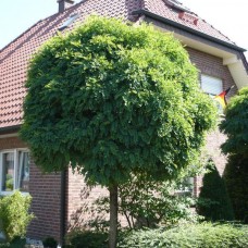 ROBINIA PSEUDOACACIA (GLOBOSA, OKRUGLI BAGREM)