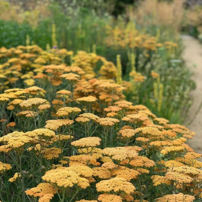 Achillea milefolium "Terracota"