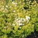 Spirea vanhouttei aurea